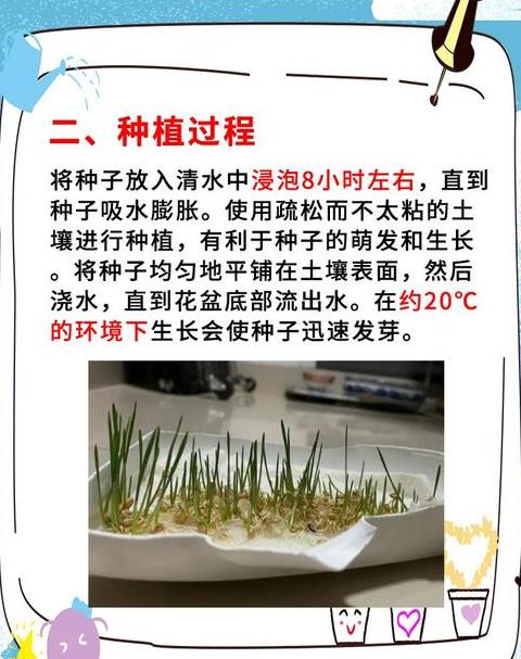 水培小麦苗种植技巧：家庭种植小麦芽苗菜全攻略