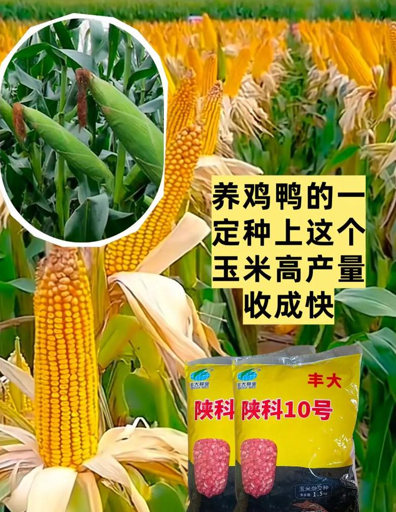 1171玉米杂交种子