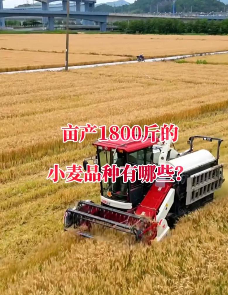 小麦亩产一千八：揭秘现代农业的高产奇迹
