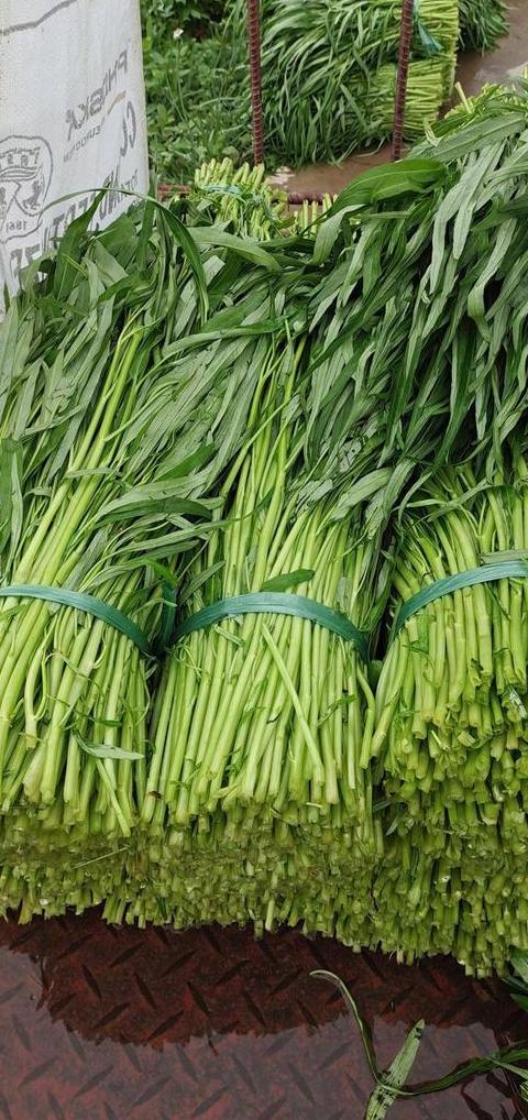 水菠菜种植攻略：从种子浸泡到收获全解析
