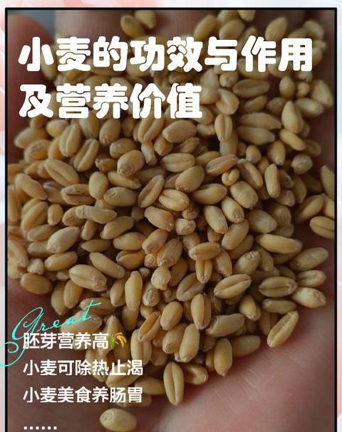 山东十大优质小麦品种盘点