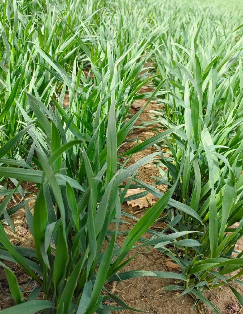 2024年冬小麦种植时间表：因地制宜的播种策略