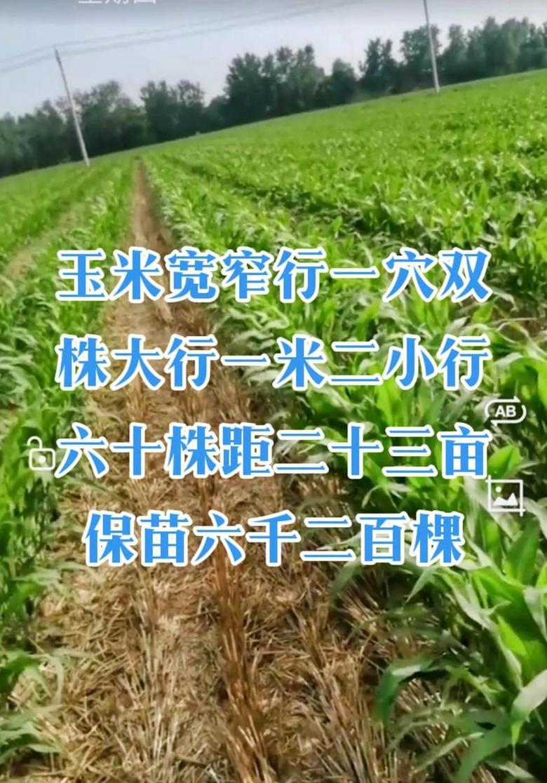 玉米高产种植技巧全解析