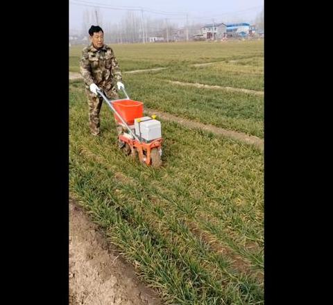 小麦春季追肥技巧及肥料选择指南