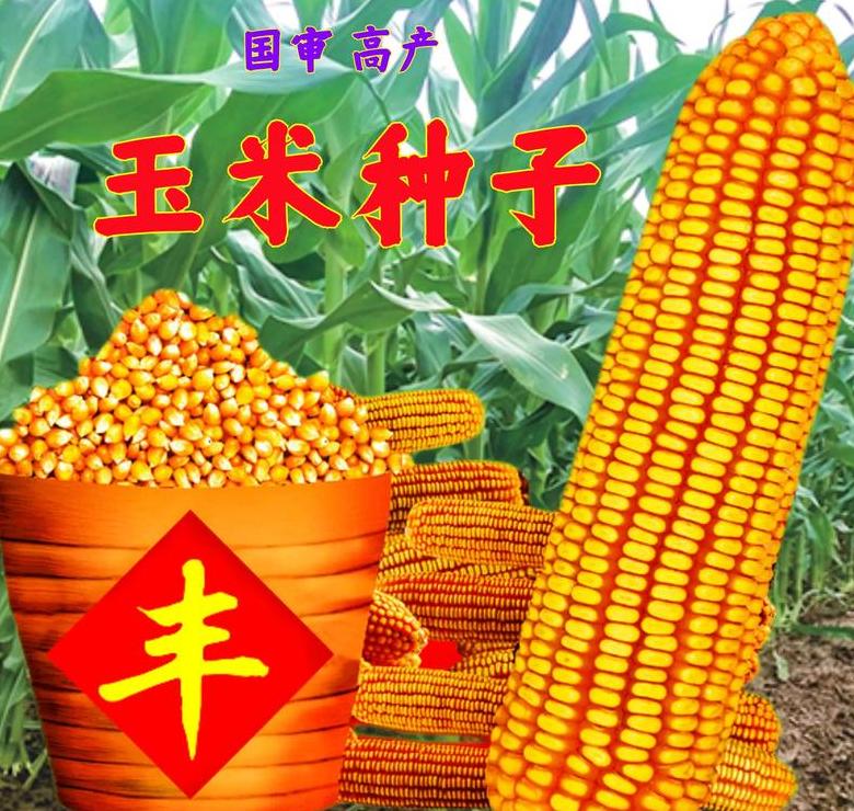 太玉339玉米种子价格行情及购买指南