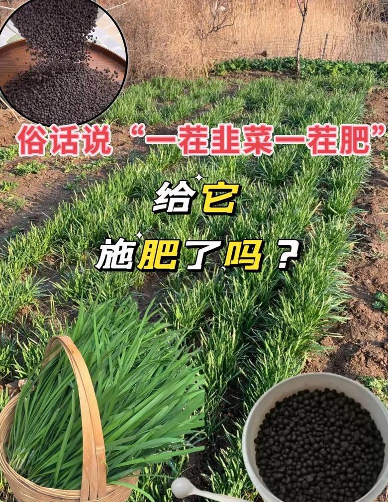 施肥后的菜几天可以吃
