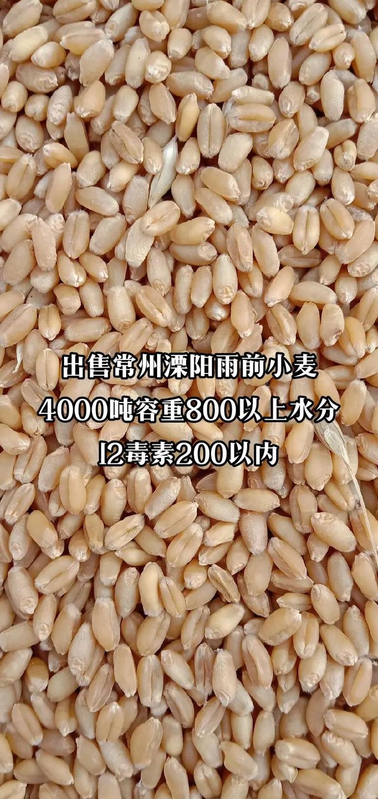 小麦水分含量与重量变化解析及计算方法