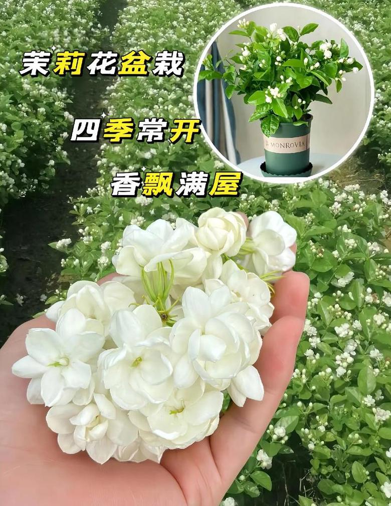 茉莉花语：花中象征，多重寓意解读