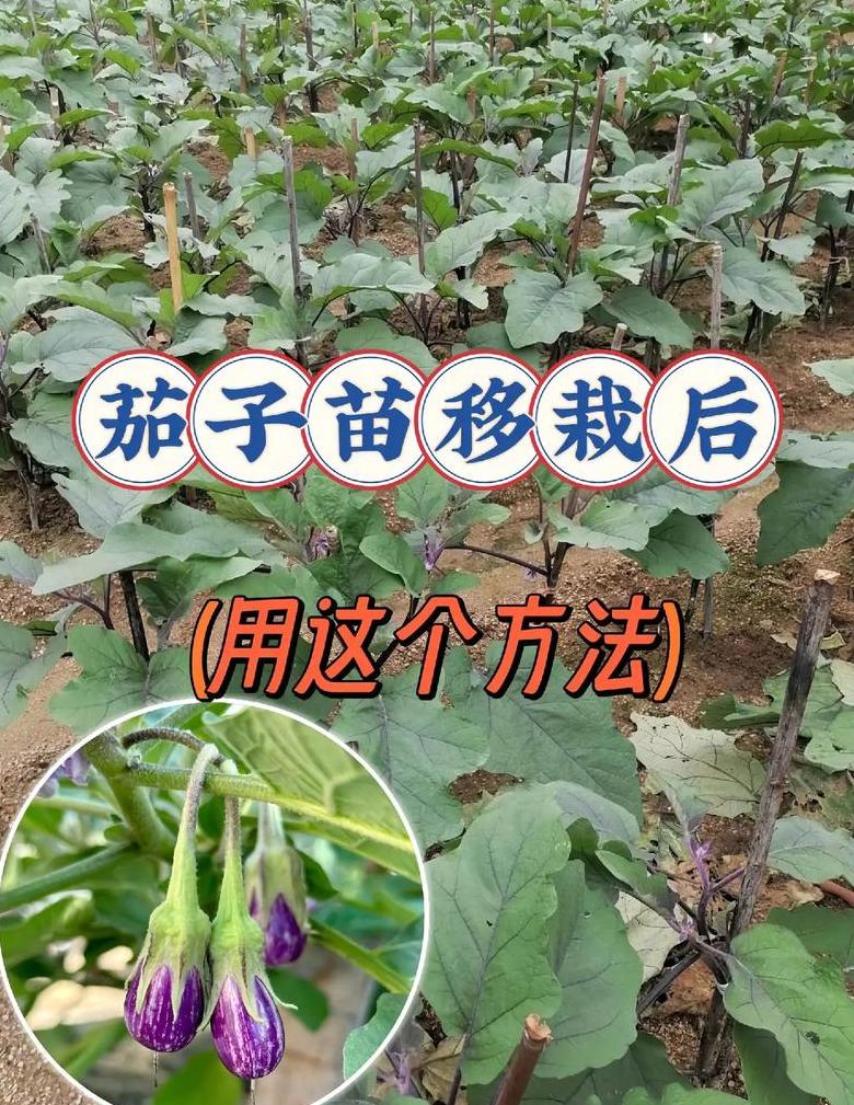 露地茄子种植技巧及最佳种植时间揭秘