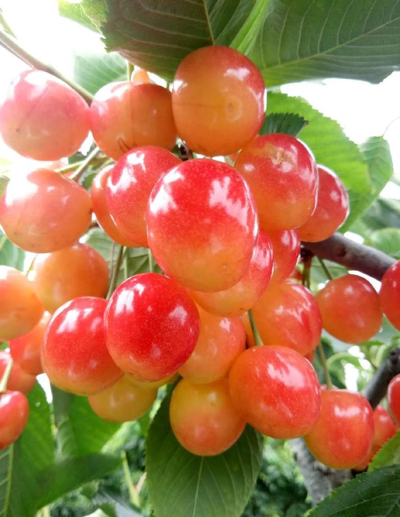 三月新鲜上市：春季水果大盘点