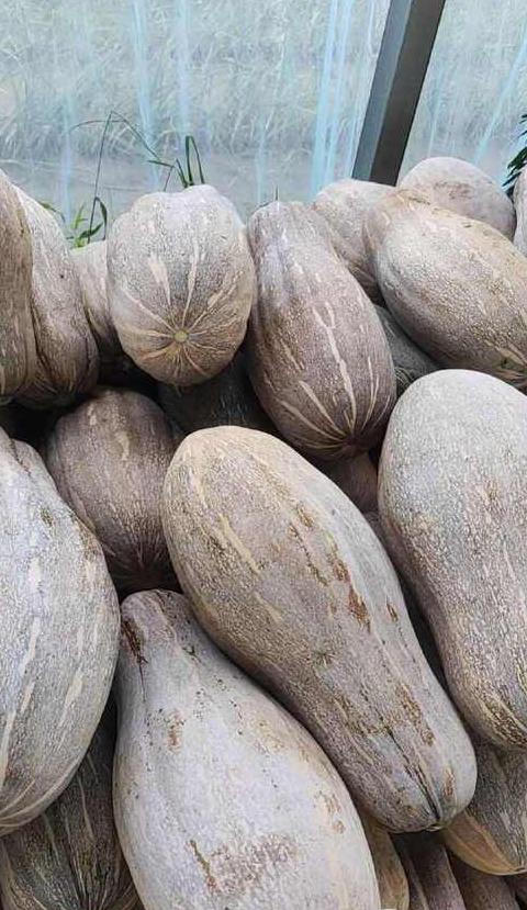 蜜本南瓜品种推荐：哪个品种最适合种植？