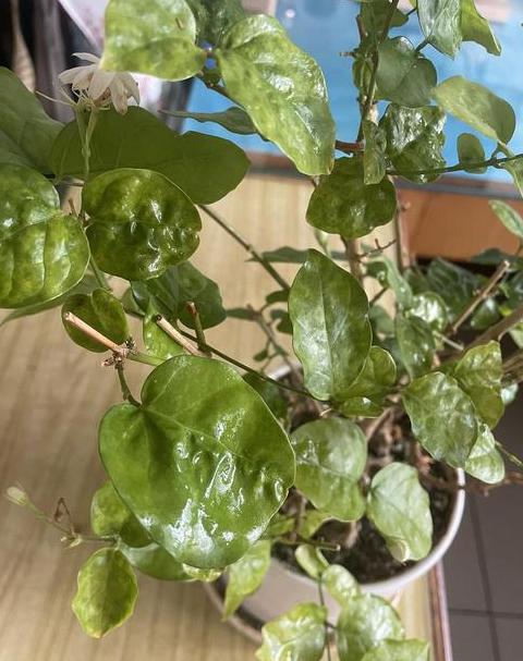 茉莉花新叶枯萎原因及处理方法