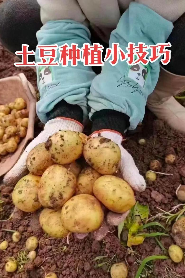 土豆种植基肥选择：豆粕、菜灰、粪肥等全解析