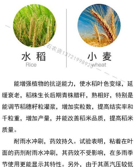 水稻营养元素解析及日常饮食应用