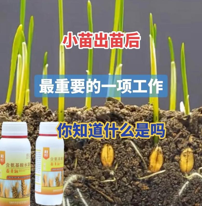 冬小麦防冻叶面肥推荐及施肥技巧