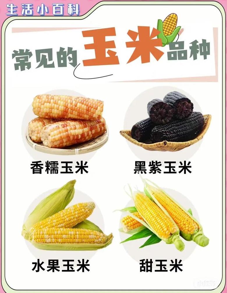 现代959与华农658抗病稳产对比分析