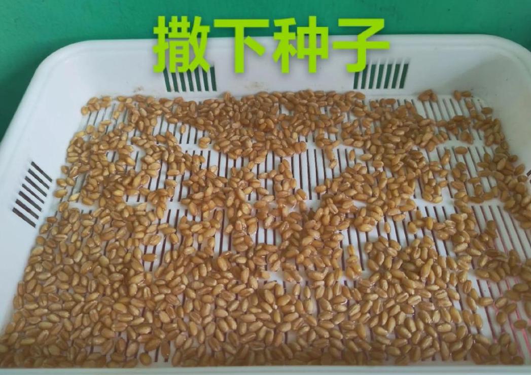 水培小麦种子种植全攻略及注意事项