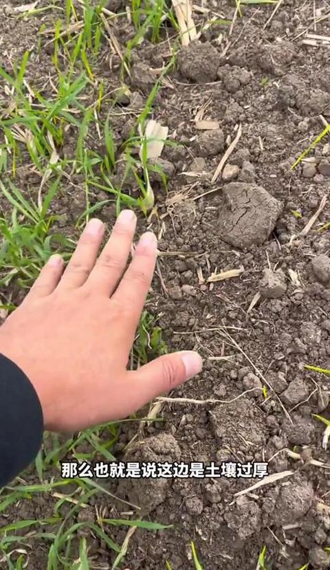 中国小麦种植区域分布与影响
