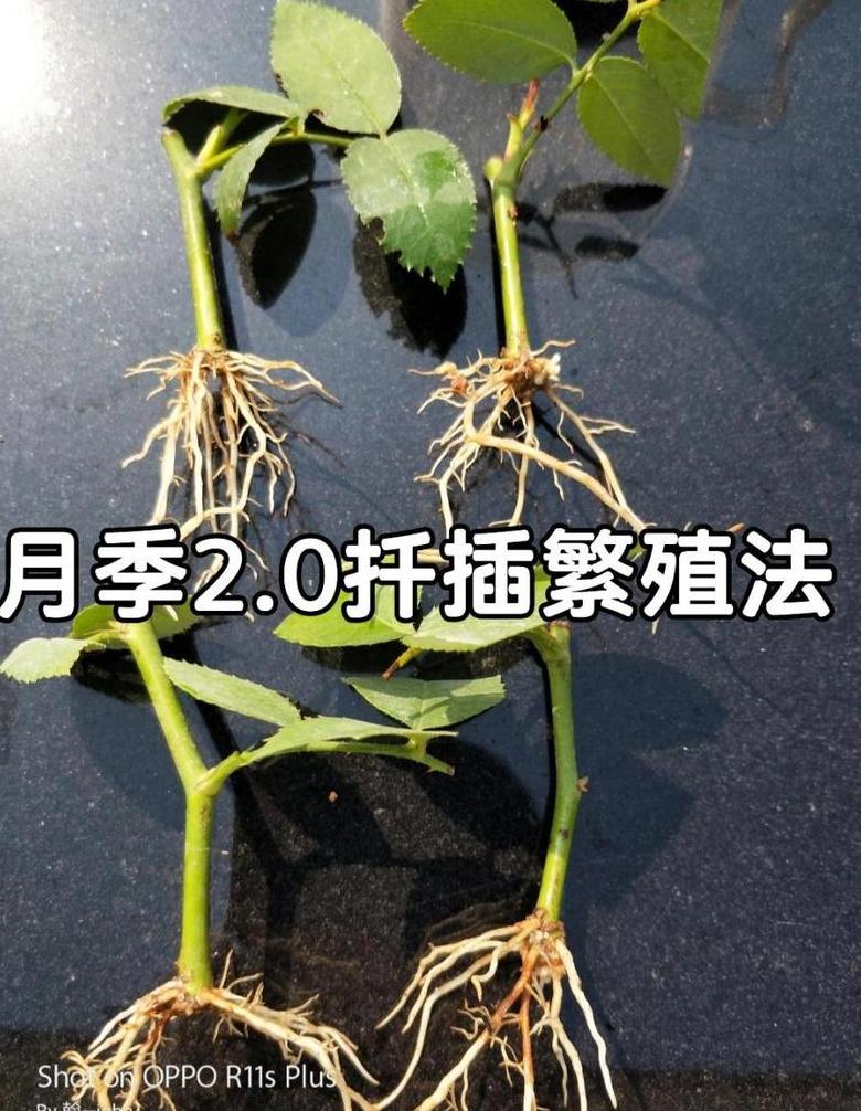 月季老桩快速生根技巧解析