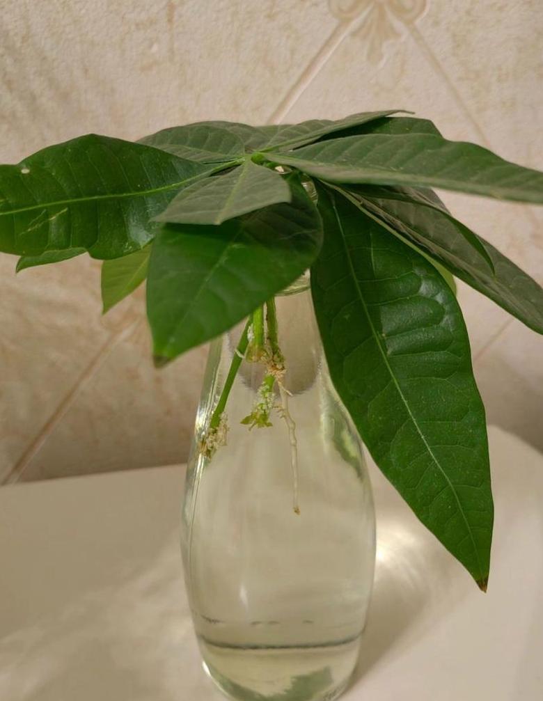 水培发财树转土培全攻略