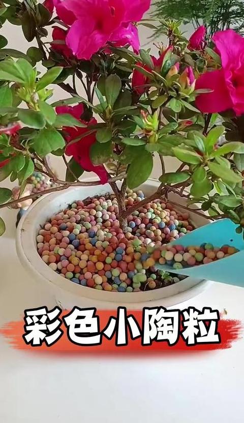 花盆土表面铺陶粒：利弊分析