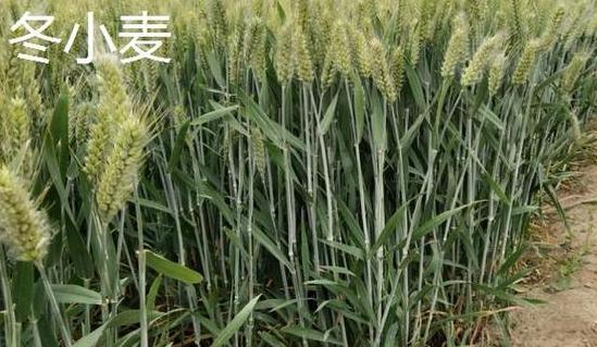 小麦收获季节及存储方法解析