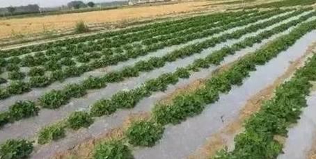 保护性耕作原理与类型解析