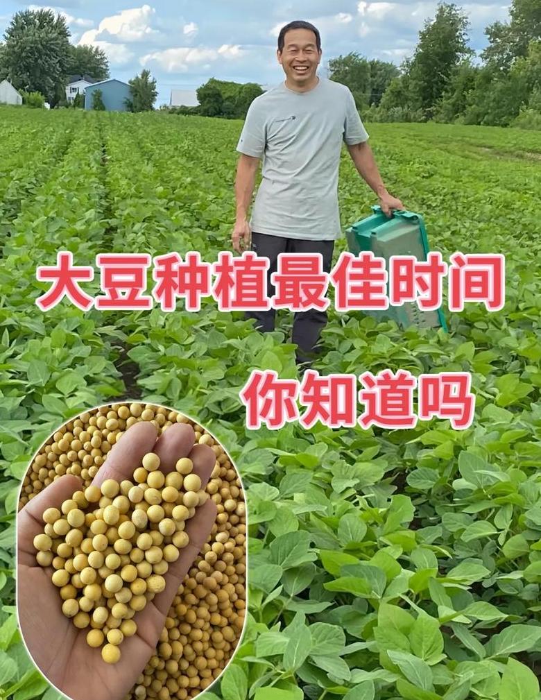 大豆种植最佳时间及地区指南