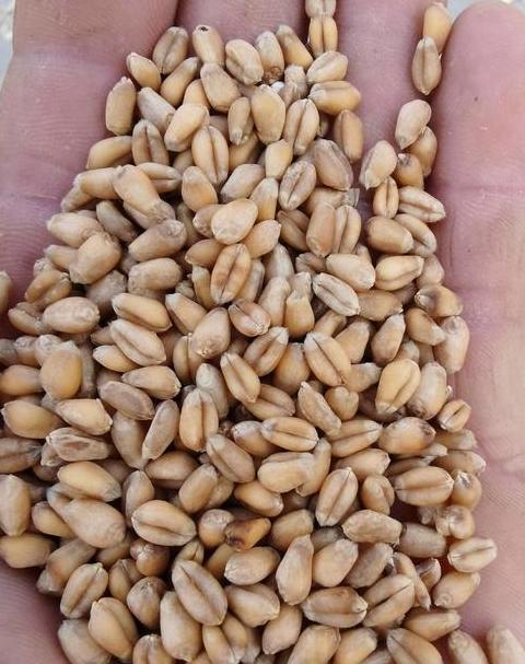 河南天宁38小麦品种介绍及信阳代理商信息