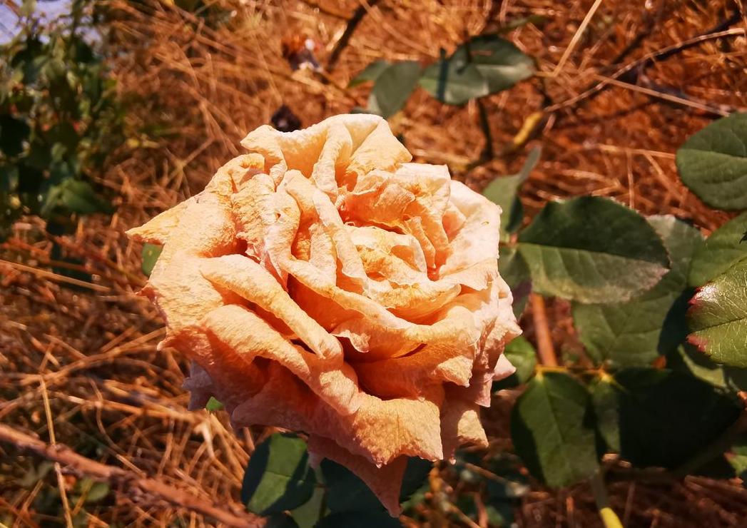 月季花冬季室外生存攻略