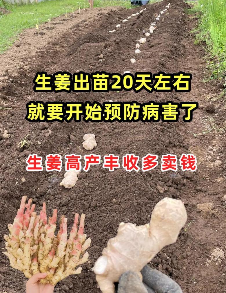 生姜种植肥料用量与施肥技巧
