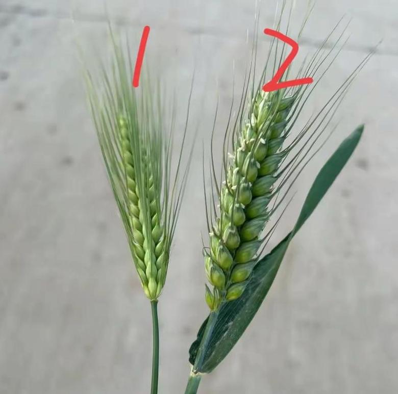 春小麦与冬小麦对比解析：种植差异与口感优劣