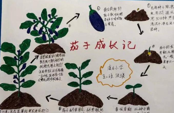 茄子种子催芽育苗全攻略