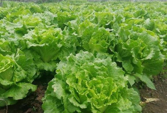 7-8月种菜指南：适合种植的蔬菜品种盘点