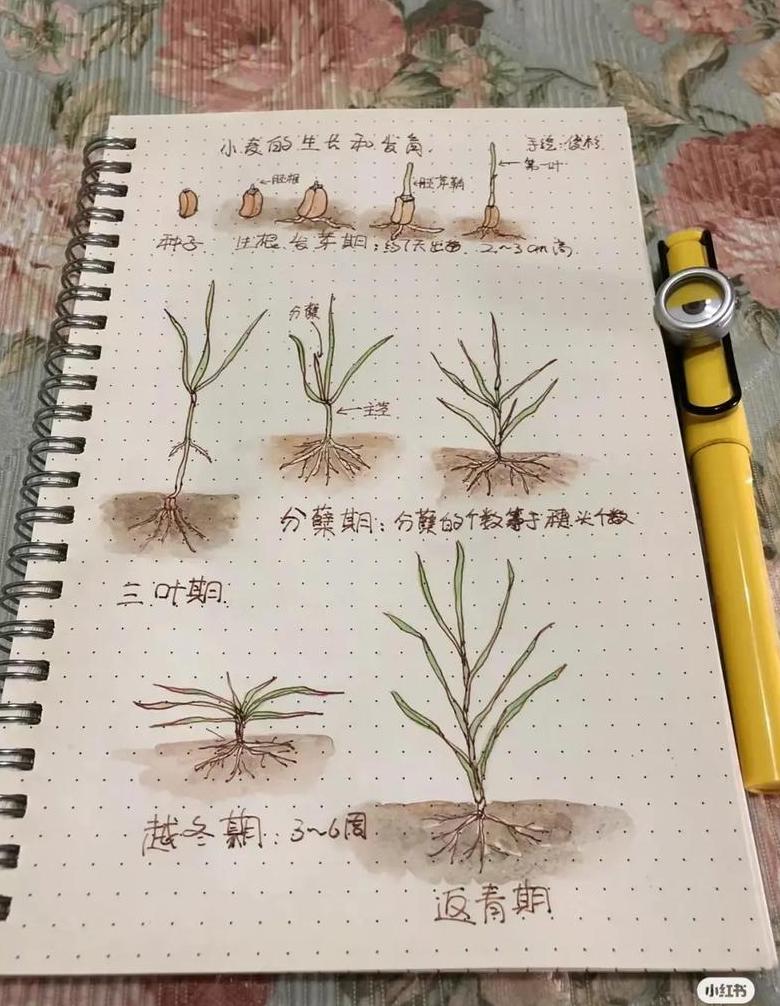 小麦播种后分蘖时间详解
