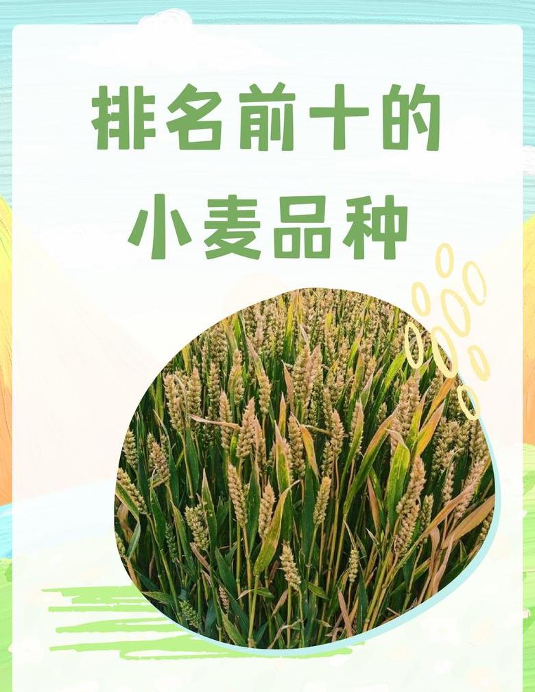 精选小麦品种：潍麦8号特性解析与种植技巧