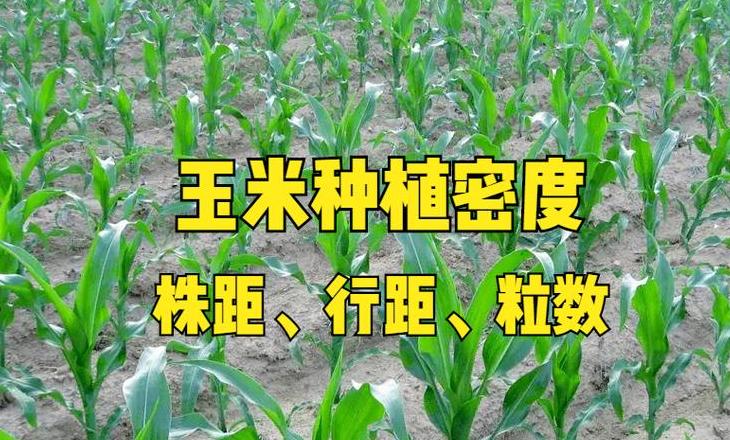 玉米亩产量计算公式详解