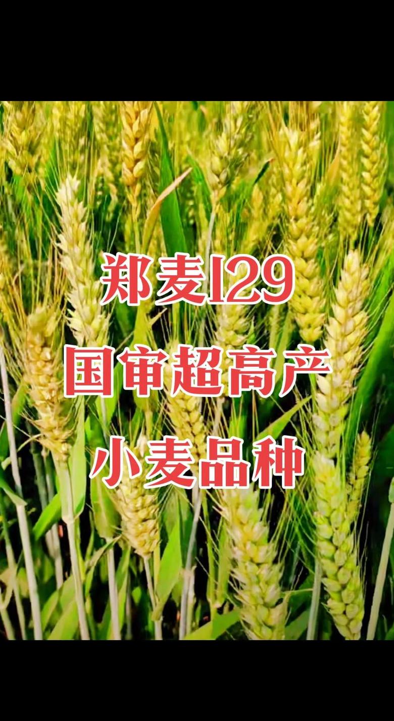 河北小麦品种盘点：高产优质品种推荐