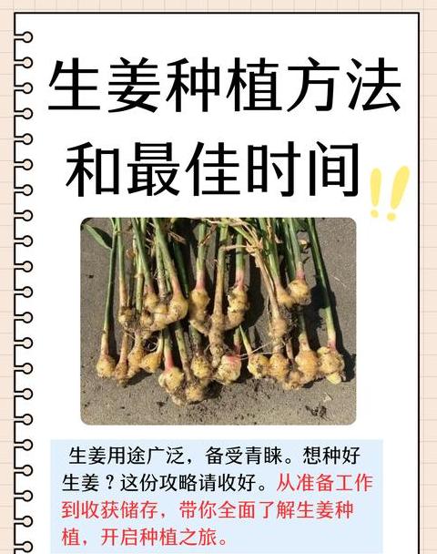 生姜种植最佳时间及种植方法详解