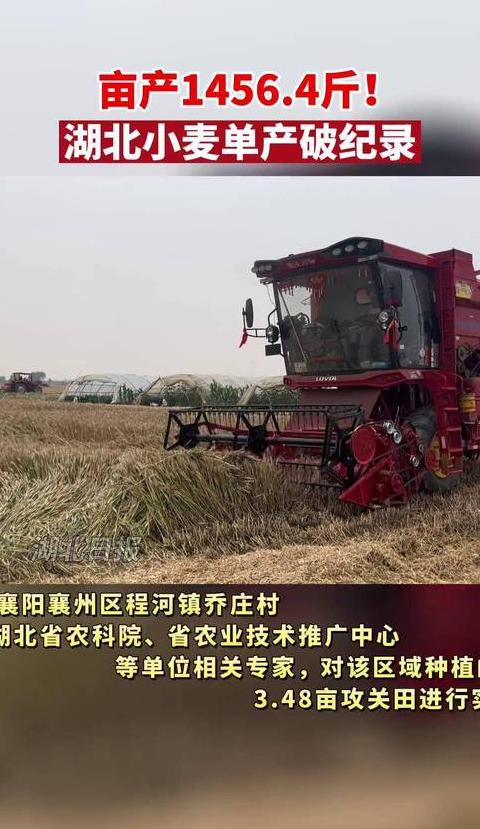 小麦亩产纪录