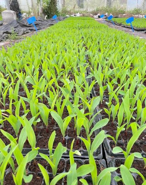 玉米育苗盘选择与种植技巧全解析