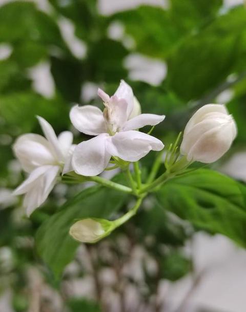 茉莉花香：清新淡雅，身心愉悦