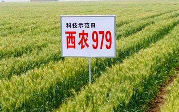 现在播种小麦每亩多少麦种最合适