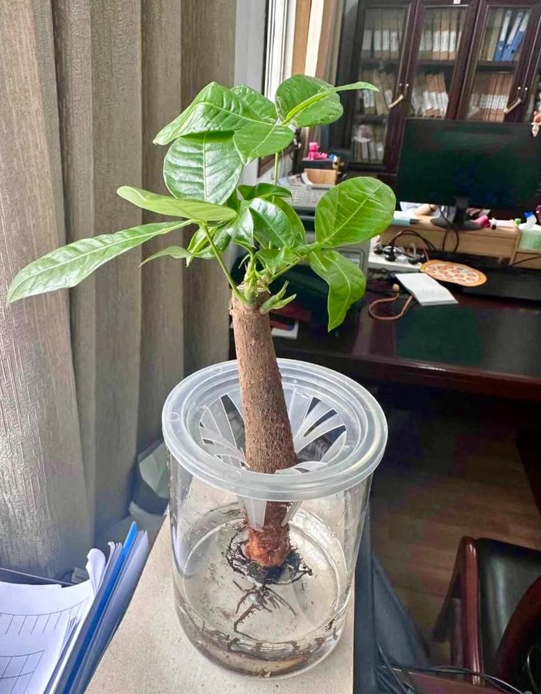 水培发财树怎么养