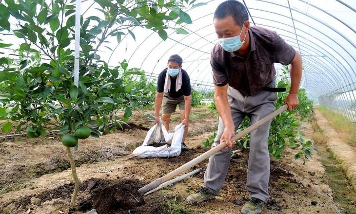 柑橘果实膨大技巧与施肥方法全解析