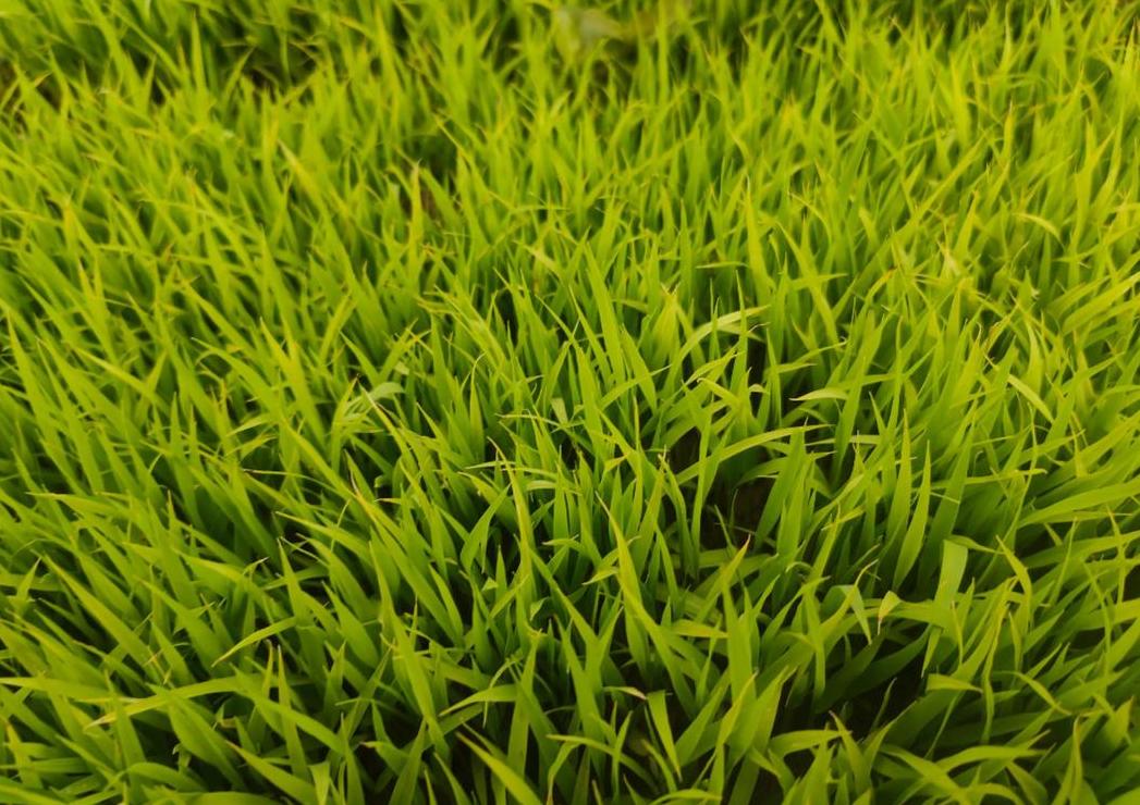 水稻种植需要多少水