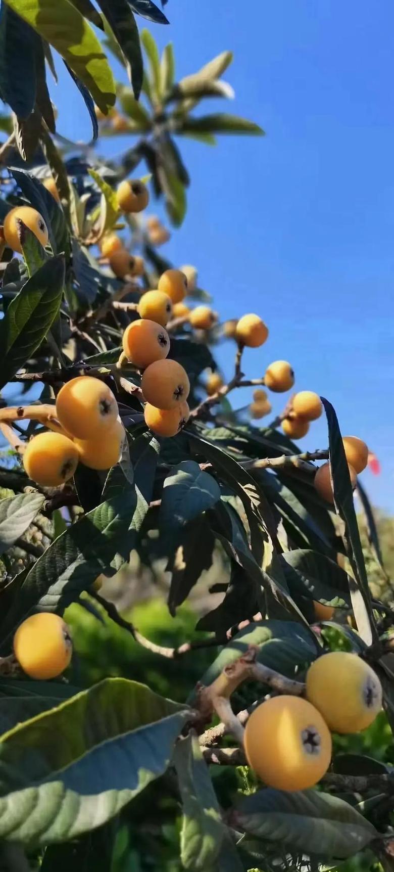 枇杷树种植管理施肥全攻略