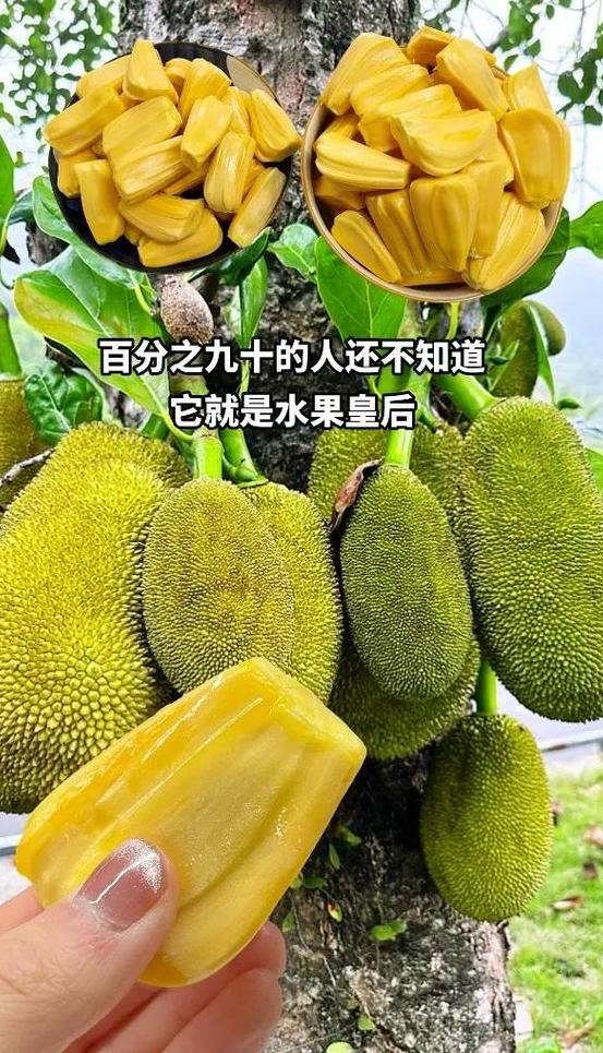 揭秘水果皇帝与皇后：榴莲与芒果的尊贵地位