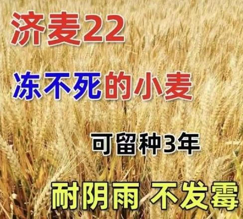 小麦分蘖与幼穗分化关系解析