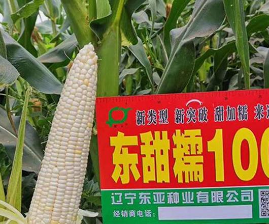 辽宁玉米种植推荐：热门优质品种盘点
